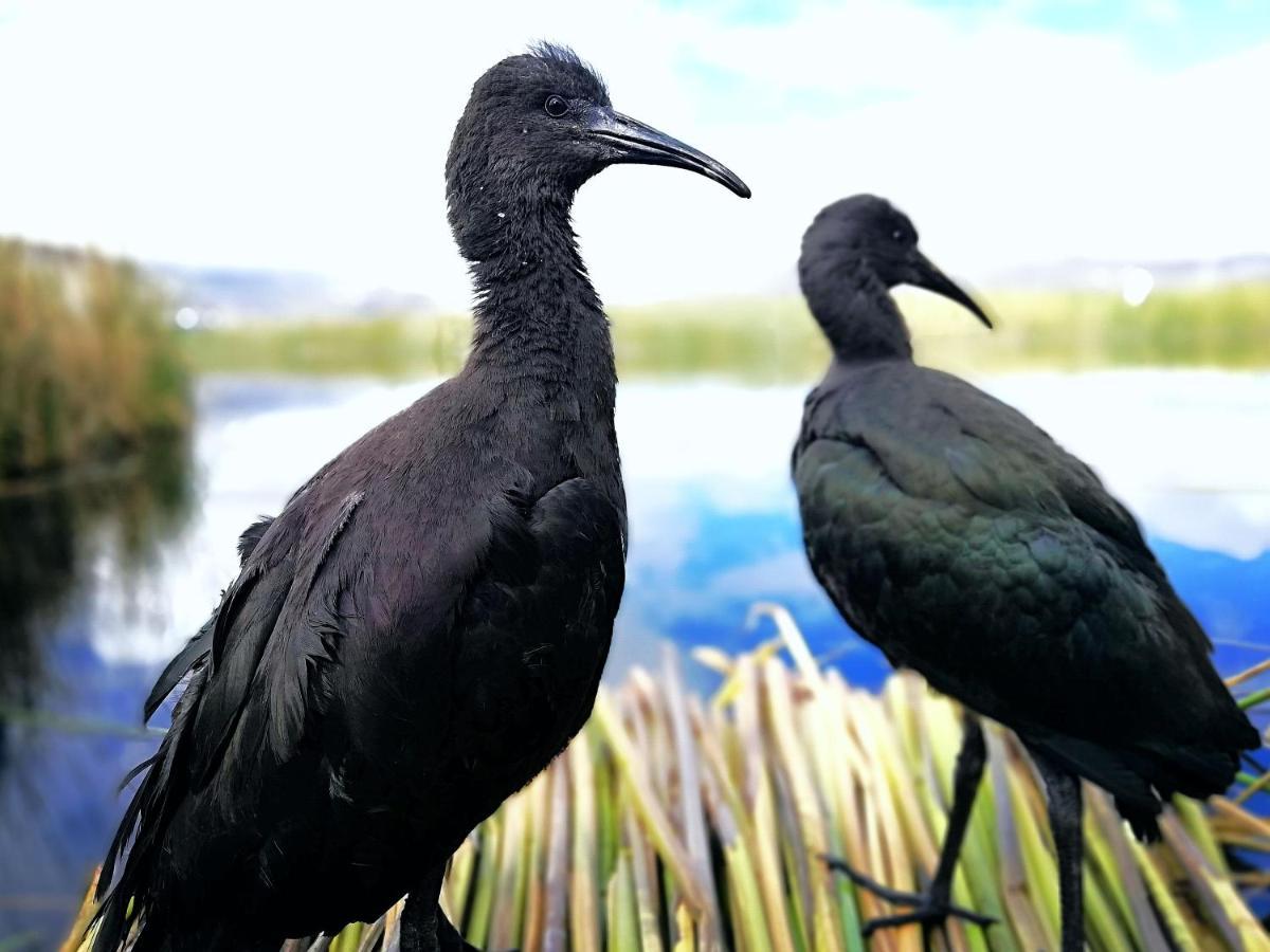 Ecoturismo, Los Uros Puno Eksteriør bilde