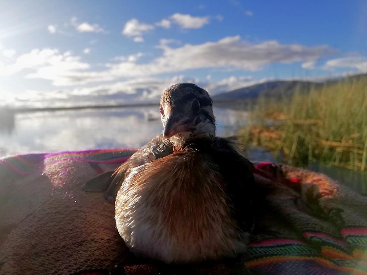 Ecoturismo, Los Uros Puno Eksteriør bilde